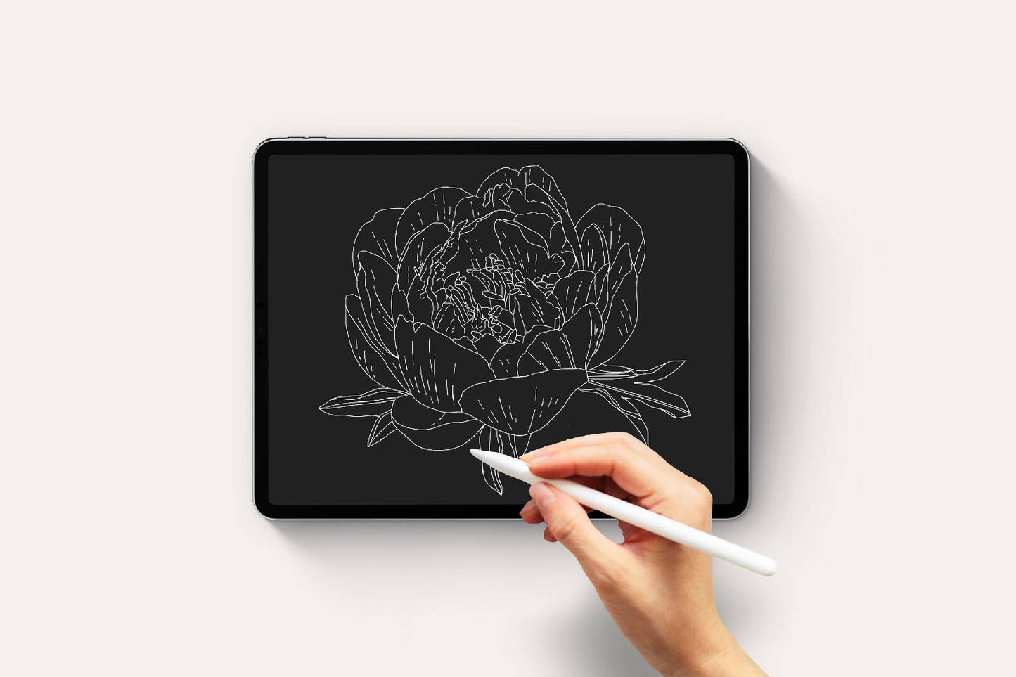 Detailed Peony Stamps Procreate